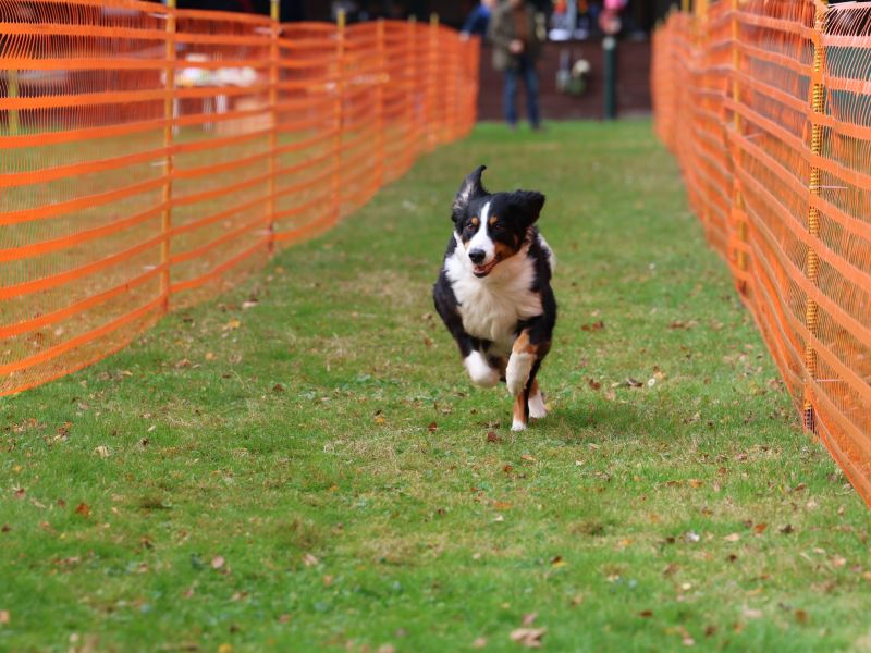 hunderennen 20 10 24