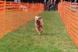 hunderennen 20 10 24