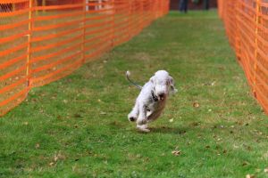 hunderennen 20 10 24