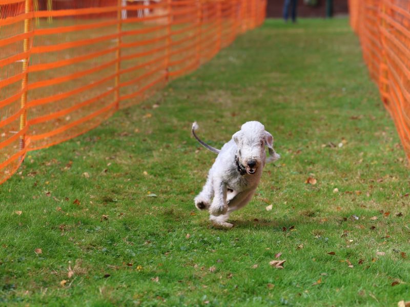 hunderennen 20 10 24