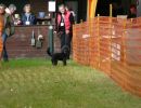 hunderennen 20 10 24