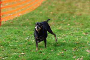 hunderennen 20 10 24