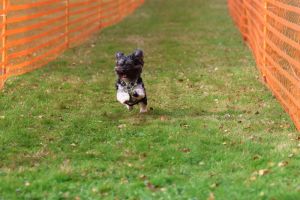 hunderennen 20 10 24