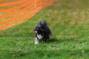 hunderennen 20 10 24