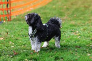 hunderennen 20 10 24