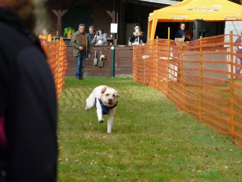 hunderennen 20 10 24