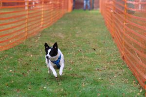 hunderennen 20 10 24