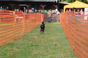 hunderennen 20 10 24