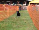 hunderennen 20 10 24
