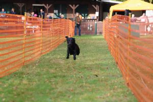 hunderennen 20 10 24
