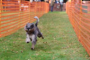 hunderennen 20 10 24