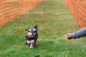 hunderennen 20 10 24