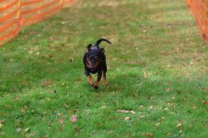 hunderennen 20 10 24