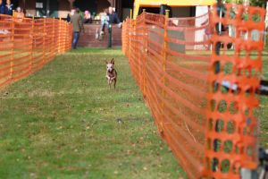 hunderennen 20 10 24