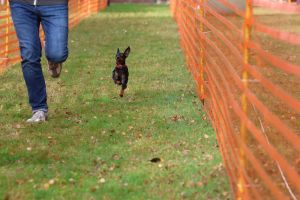 hunderennen 20 10 24