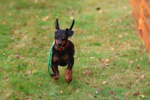 hunderennen 20 10 24