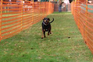 hunderennen 20 10 24