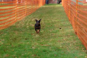 hunderennen 20 10 24