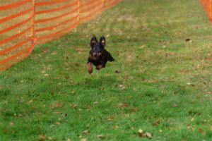 hunderennen 20 10 24