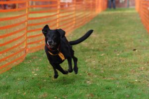hunderennen 20 10 24