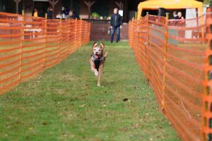 hunderennen 20 10 24