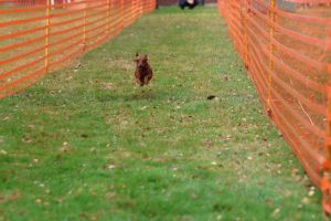 hunderennen 20 10 24