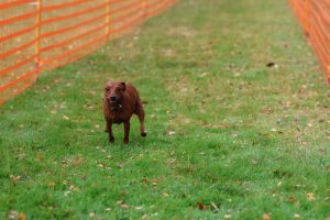 hunderennen 20 10 24
