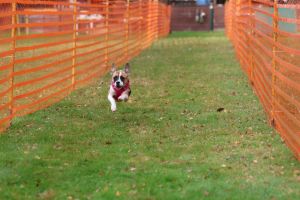 hunderennen 20 10 24