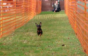 hunderennen 20 10 24x