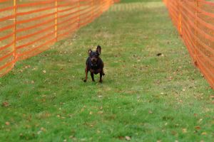 hunderennen 20 10 24