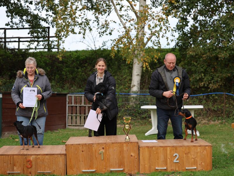 hunderennen a