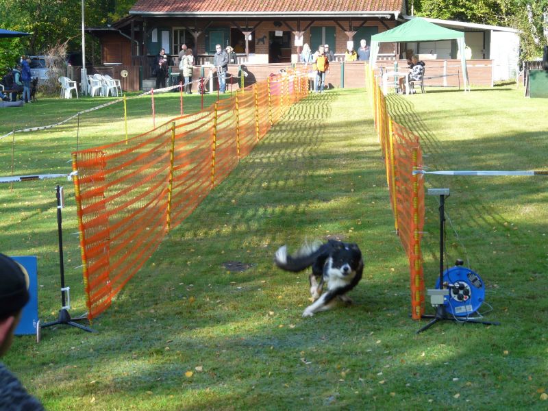 hunderennen 2020