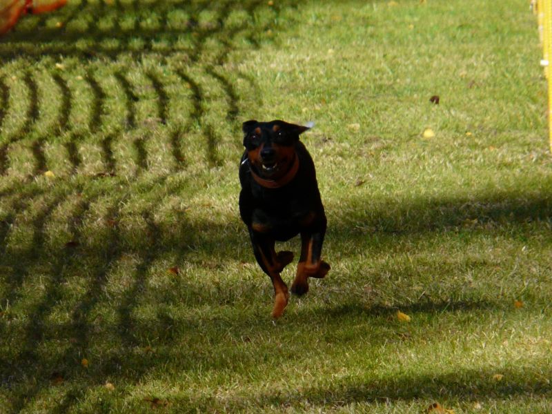 hunderennen020 112  