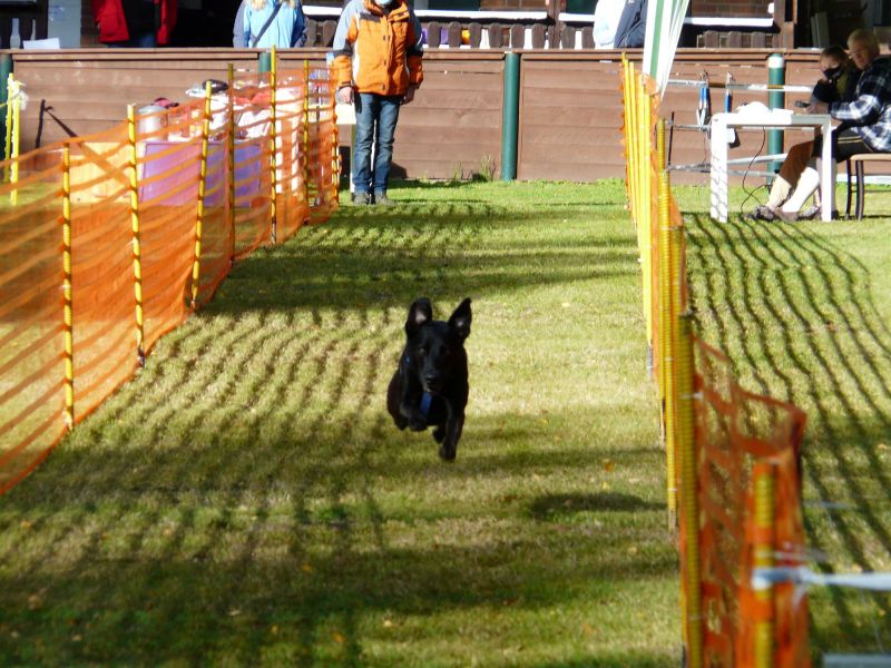 hunderennen 2020