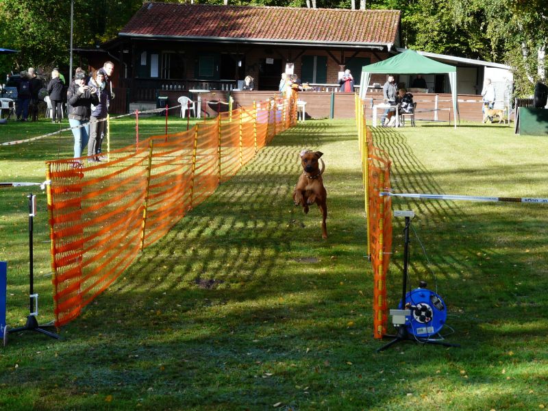 hunderennen 2020