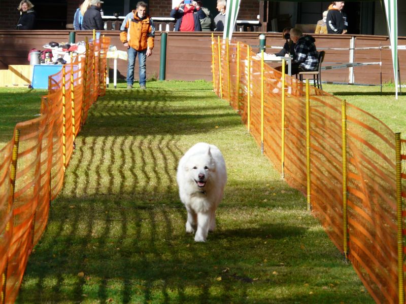 hunderennen 2020