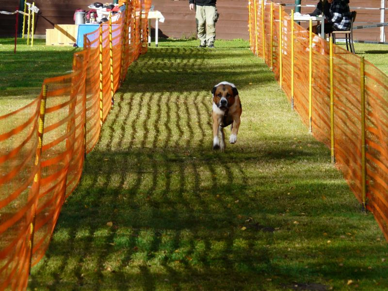 hunderennen 2020