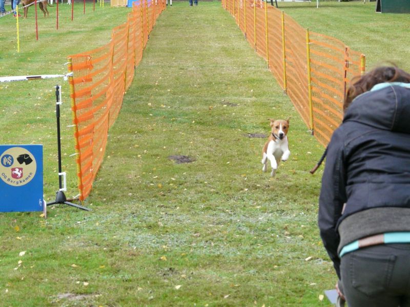 hunderennen 2020