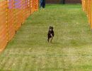 hunderennen020 325  