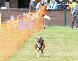 hunderennen020 455  