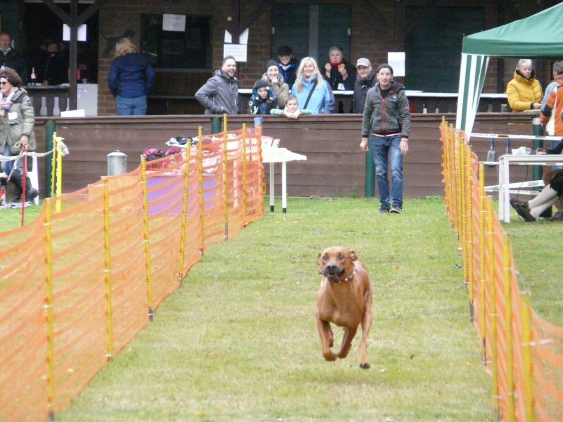 hunderennen 2020