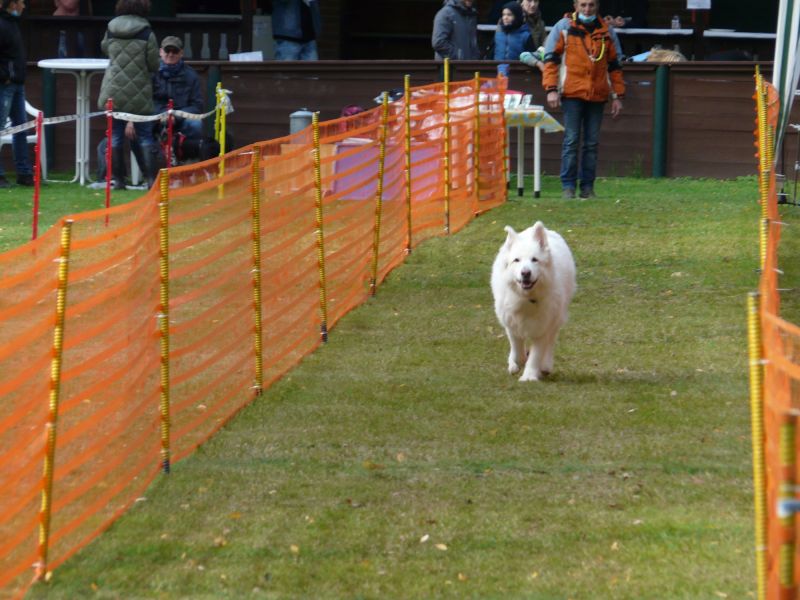 hunderennen 2020