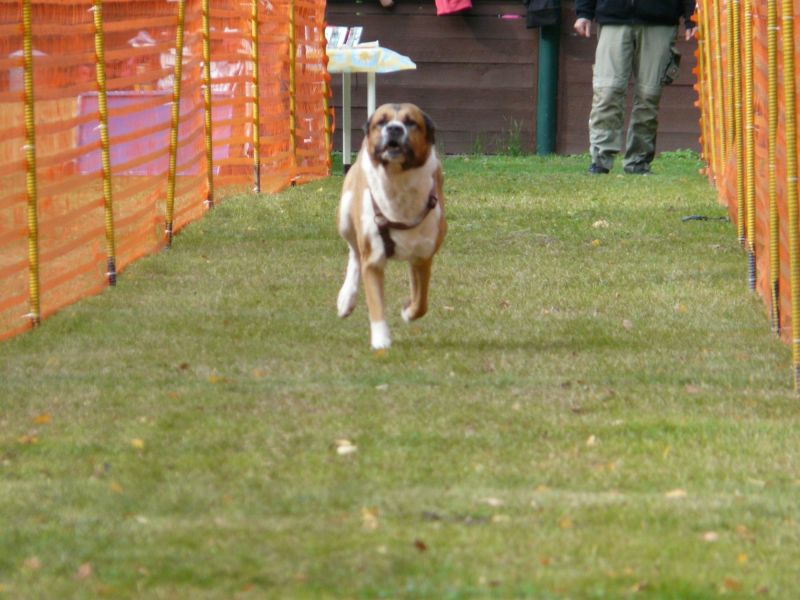 hunderennen 2020