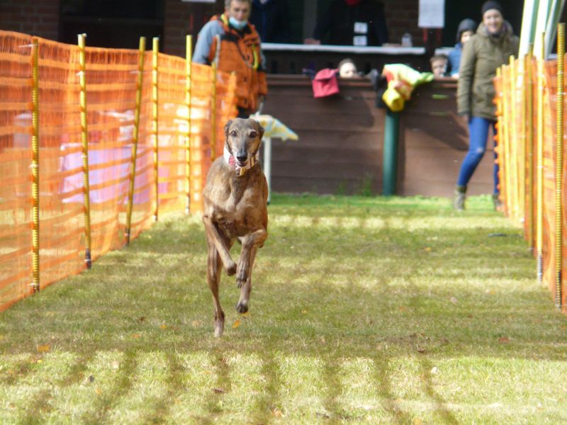 hunderennen 2020