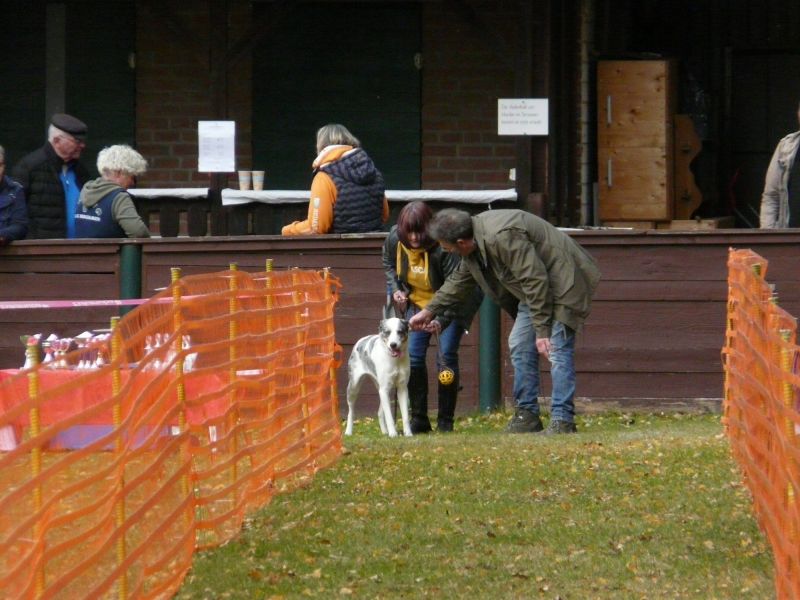 hunderennen 2021