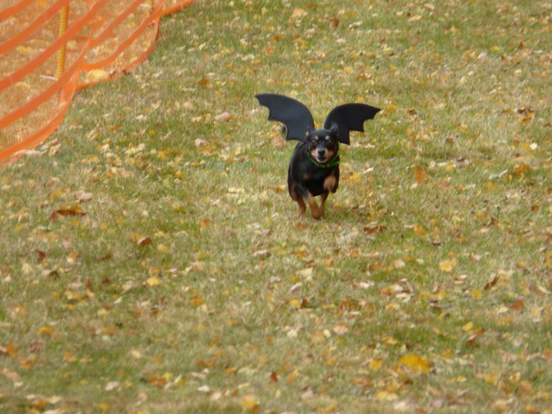 hunderennen 2021