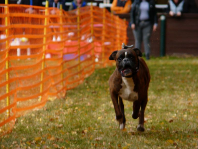 hunderennen 2021