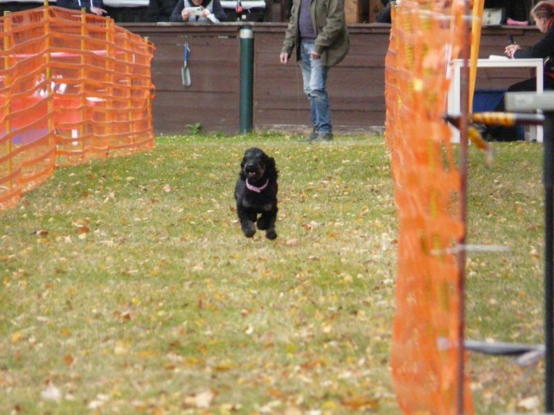 hunderennen 2021