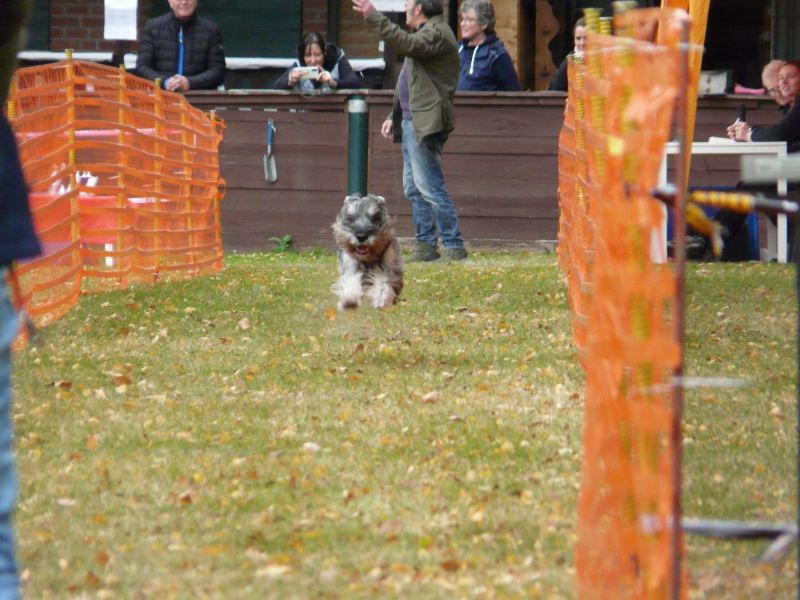 hunderennen 2021