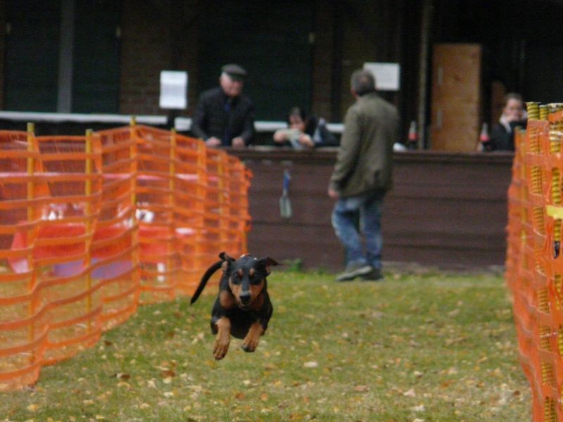 hunderennen 2021